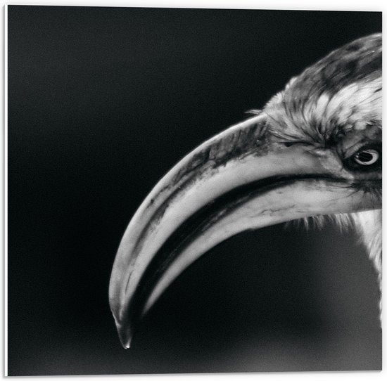 PVC Schuimplaat - Zijaanzicht van Booskijkende Neushoornvogel (Zwart- wit) - 50x50 cm Foto op PVC Schuimplaat (Met Ophangsysteem)