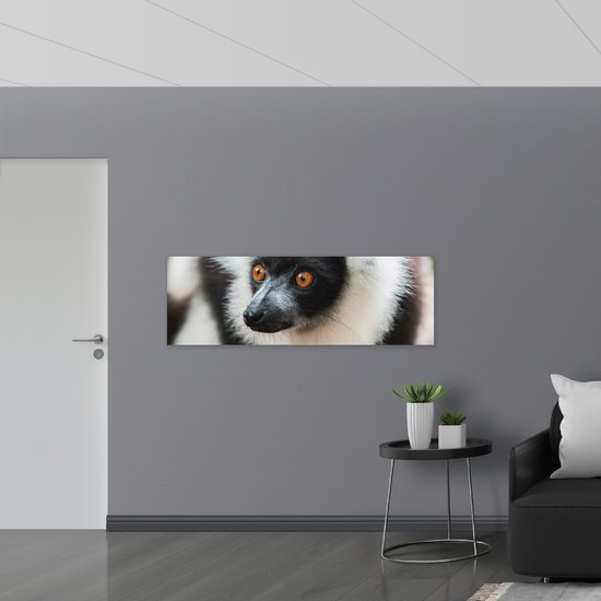 WallClassics - Plaque de Mousse PVC - Singe Vari aux Yeux Marrons de Près - 150x50 cm Photo sur Plaque de Mousse PVC