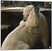 WallClassics - Tuinposter – Twee Grote Knuffelende IJsberen - 80x80 cm Foto op Tuinposter (wanddecoratie voor buiten en binnen)