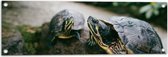 WallClassics - Tuinposter – Twee Groene Schildpadden op een Rots - 90x30 cm Foto op Tuinposter (wanddecoratie voor buiten en binnen)