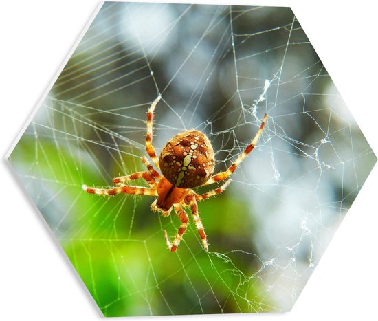 WallClassics - Plaque de Mousse PVC Hexagone - Araignée de Jardin en Toile - 40x34,8 cm Photo sur Hexagone (Avec Système d'accrochage)