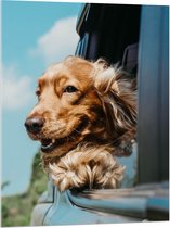 WallClassics - Acrylglas - Bruine Hond hangend uit Autoraam - 75x100 cm Foto op Acrylglas (Wanddecoratie op Acrylaat)