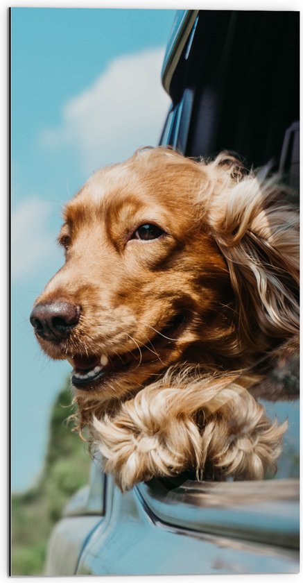 WallClassics - Dibond - Bruine Hond hangend uit Autoraam - 50x100 cm Foto op Aluminium (Met Ophangsysteem)