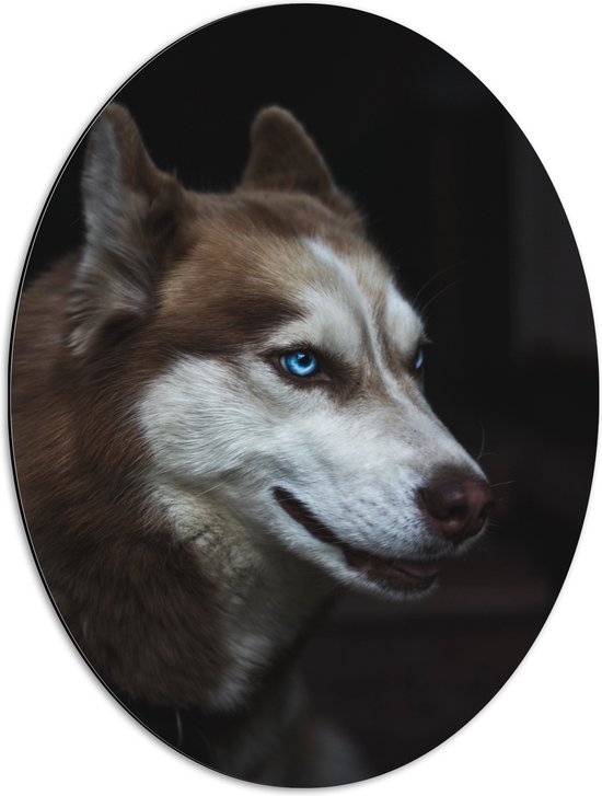 WallClassics - Dibond Ovaal - Bruine Siberische Husky - 51x68 cm Foto op Ovaal (Met Ophangsysteem)