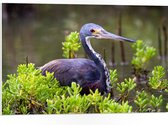 WallClassics - PVC Schuimplaat - Bruine Reiger tussen de Planten in het Water - Witbuikreiger - 75x50 cm Foto op PVC Schuimplaat (Met Ophangsysteem)