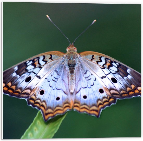 PVC Schuimplaat - Anartia jatrophae Blauw met Bruine Vlinder - 50x50 cm Foto op PVC Schuimplaat (Met Ophangsysteem)