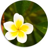 Dibond Muurcirkel - Wit met Gele Bloem - Frangipani - 60x60 cm Foto op Aluminium Muurcirkel (met ophangsysteem)