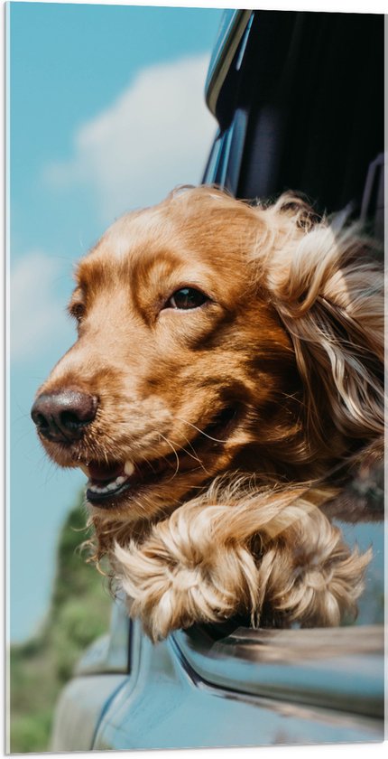 WallClassics - Acrylglas - Bruine Hond hangend uit Autoraam - 50x100 cm Foto op Acrylglas (Met Ophangsysteem)