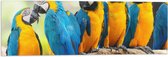 Vlag - Grote Groep Blauw met Gele Are Papegaaien op Houten Stam - 90x30 cm Foto op Polyester Vlag