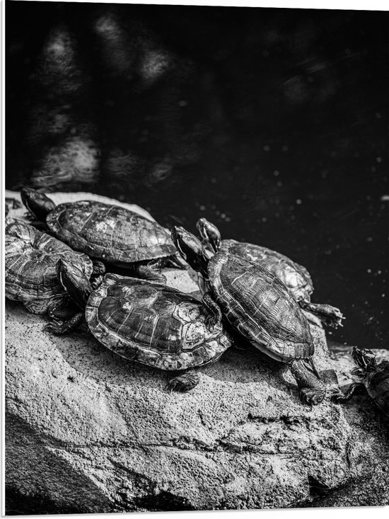 PVC Schuimplaat - Groep Kleine Schildpadden op Rots in het Water (Zwart- wit) - 60x80 cm Foto op PVC Schuimplaat (Met Ophangsysteem)
