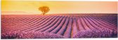 Vlag - Felle Zonsondergang over de Lavendelvelden met Eenzame Boom - 90x30 cm Foto op Polyester Vlag