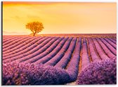 Dibond - Felle Zonsondergang over de Lavendelvelden met Eenzame Boom - 40x30 cm Foto op Aluminium (Wanddecoratie van metaal)