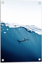 Tuinposter – Haai zwemmend bij het Wateroppervlak - 40x60 cm Foto op Tuinposter (wanddecoratie voor buiten en binnen)