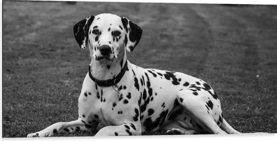 WallClassics - Dibond - Liggende Dalmatier Hond in het Zwart Wit - 100x50 cm Foto op Aluminium (Met Ophangsysteem)