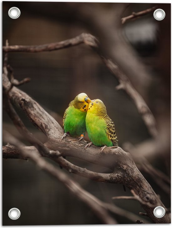 WallClassics - Tuinposter – Kussende Parkieten op een Tak - 30x40 cm Foto op Tuinposter (wanddecoratie voor buiten en binnen)