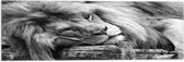 WallClassics - Vlag - Liggende Leeuw in het Zwart Wit - 60x20 cm Foto op Polyester Vlag