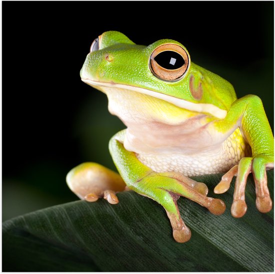 Poster Glanzend – Gifgroene Kikker met Grote Ogen op Donkergroen Blad - 80x80 cm Foto op Posterpapier met Glanzende Afwerking