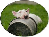 WallClassics - Dibond Ovaal - Witte Hond in het Gras met Zwarte Emmer - 40x30 cm Foto op Ovaal (Met Ophangsysteem)
