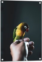 WallClassics - Tuinposter – Vogel op Hand - Zwartmaskeragapornis - 50x75 cm Foto op Tuinposter (wanddecoratie voor buiten en binnen)