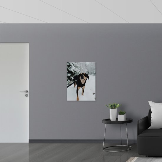 WallClassics - Poster Glanzend – Zwart met Bruine Entlebucher Hond in de Sneeuw - 60x80 cm Foto op Posterpapier met Glanzende Afwerking
