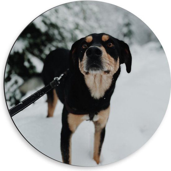 WallClassics - Dibond Muurcirkel - Zwart met Bruine Entlebucher Hond in de Sneeuw - 50x50 cm Foto op Aluminium Muurcirkel (met ophangsysteem)