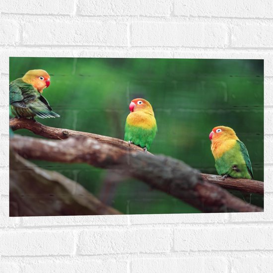 Muursticker - Trio van Blije Kleurrijke Vogels op Takken van Bomen - 60x40 cm Foto op Muursticker