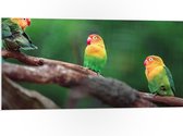 PVC Schuimplaat- Trio van Blije Kleurrijke Vogels op Takken van Bomen - 100x50 cm Foto op PVC Schuimplaat