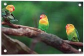 Tuinposter – Trio van Blije Kleurrijke Vogels op Takken van Bomen - 60x40 cm Foto op Tuinposter (wanddecoratie voor buiten en binnen)