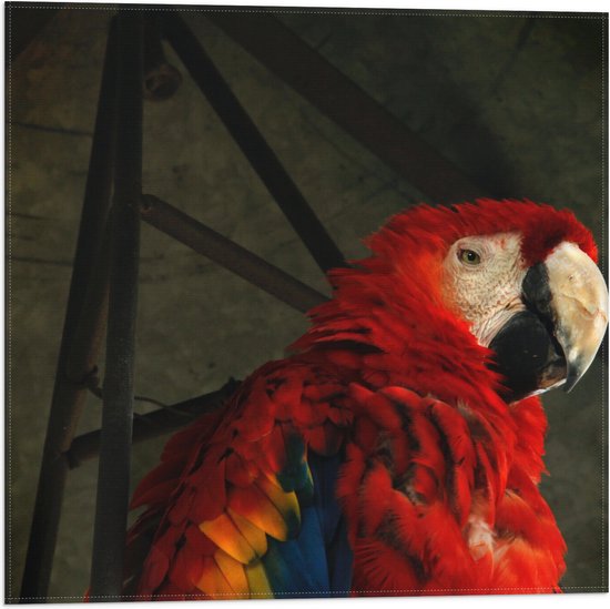 WallClassics - Vlag - Tropische Vogel - Papegaai - 50x50 cm Foto op Polyester Vlag