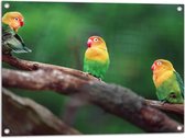 Tuinposter – Trio van Blije Kleurrijke Vogels op Takken van Bomen - 80x60 cm Foto op Tuinposter (wanddecoratie voor buiten en binnen)