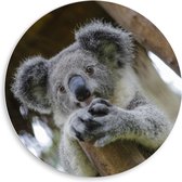 PVC Schuimplaat Muurcirkel - Australische Koala in een Boom - 50x50 cm Foto op Muurcirkel (met ophangsysteem)