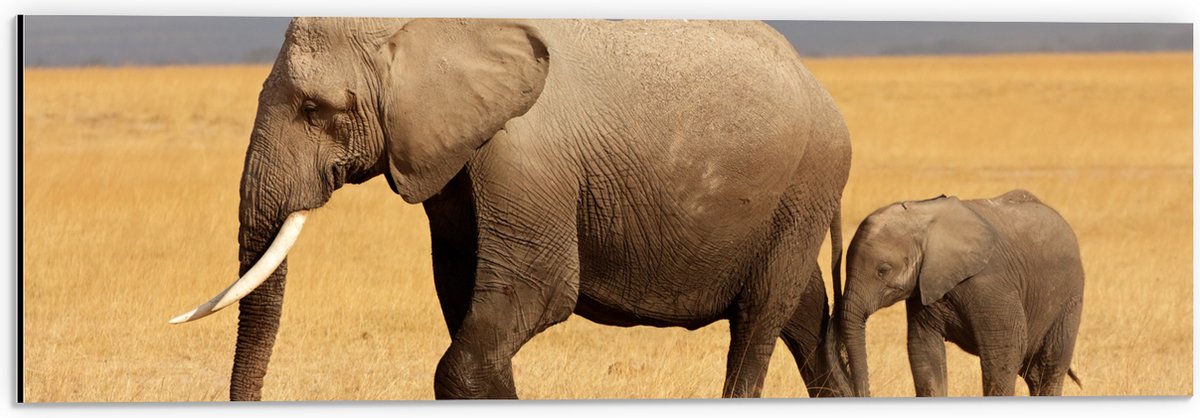 Dibond - Afrikaanse Olifant met Baby Olifantje - 60x20 cm Foto op Aluminium (Met Ophangsysteem)