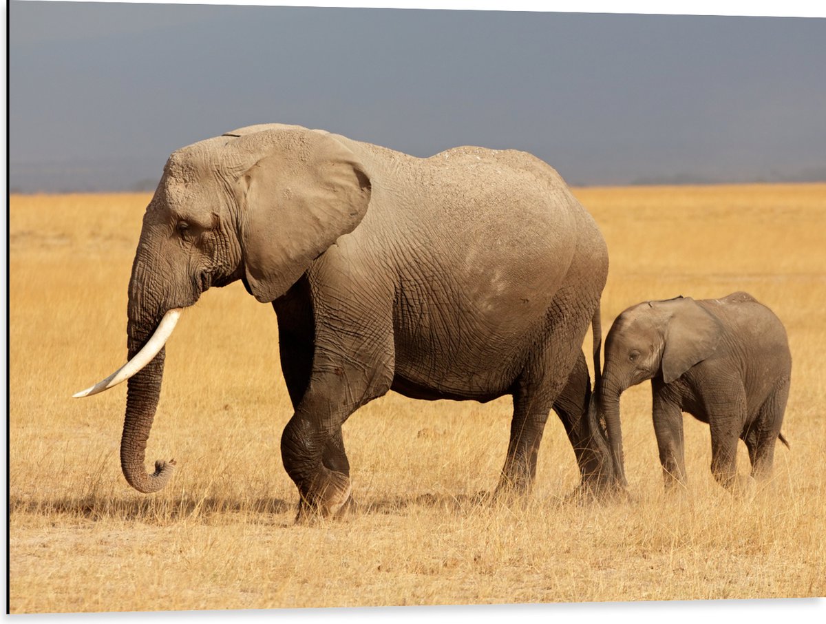 Dibond - Afrikaanse Olifant met Baby Olifantje - 80x60 cm Foto op Aluminium (Met Ophangsysteem)
