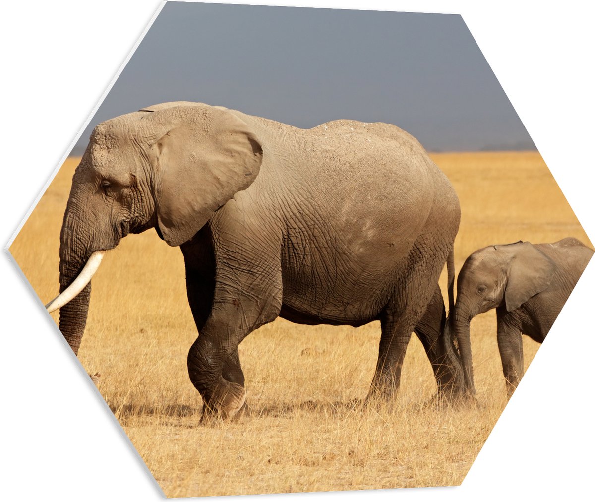 PVC Schuimplaat Hexagon - Afrikaanse Olifant met Baby Olifantje - 60x52.2 cm Foto op Hexagon (Met Ophangsysteem)