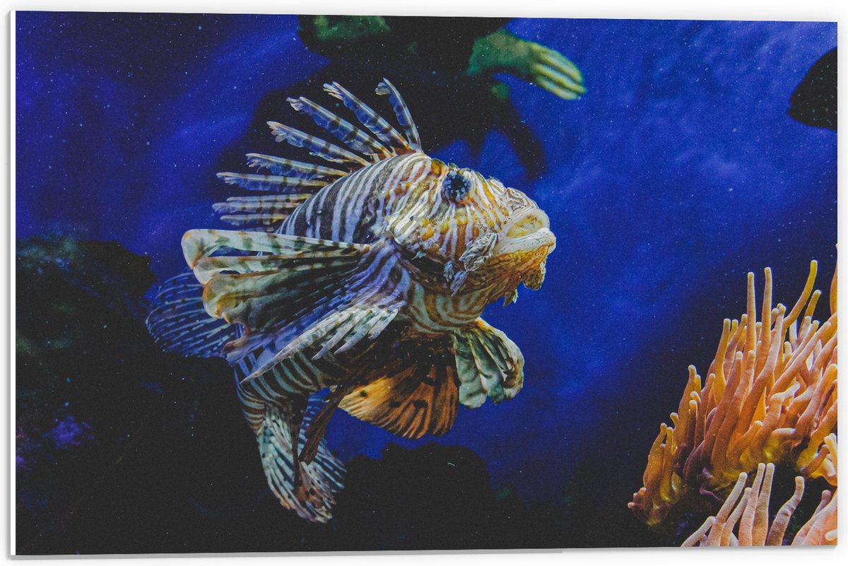 PVC Schuimplaat - Koraalduivel Vis tussen het Koraal in Blauwgekleurd Aquarium - 60x40 cm Foto op PVC Schuimplaat (Met Ophangsysteem)