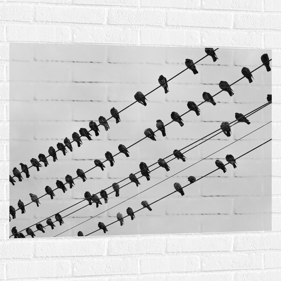 WallClassics - Muursticker - Fils Électriques Pleins d'Oiseaux - 100x75 cm Photo sur Muursticker