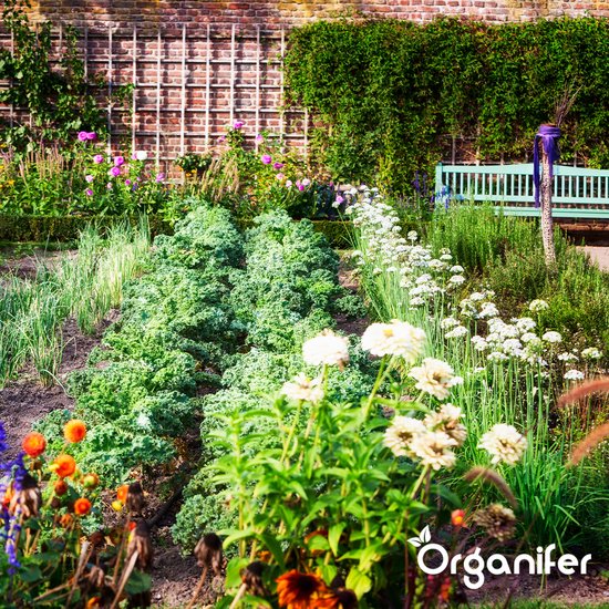Een tuin met rijen kale, groene kool en bloemen.