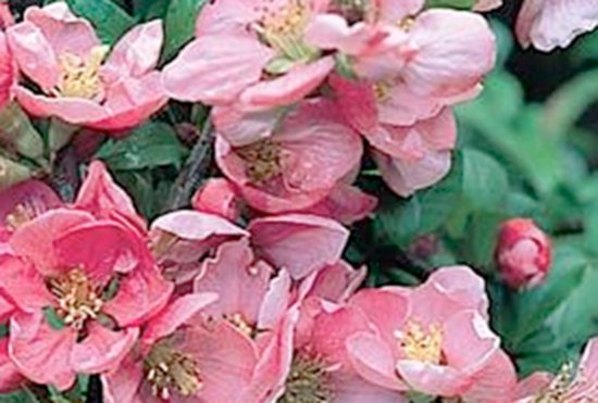 Chaenomeles superba ‘Pink Lady’ – Sierkwee 30