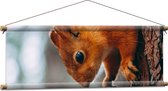 WallClassics - Textielposter - Eekhoorn hangend aan Felkleurige Eekhoorn - 90x30 cm Foto op Textiel