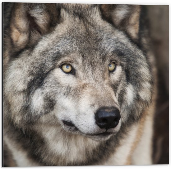 Dibond - Wegkijkende Grijze Volwassen Wolf - 50x50 cm Foto op Aluminium (Met Ophangsysteem)