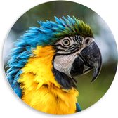 WallClassics - PVC Schuimplaat Muurcirkel - Blauw met Gele Papegaai met Pluizige Kuif - 50x50 cm Foto op Muurcirkel (met ophangsysteem)