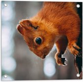WallClassics - Tuinposter – Eekhoorn hangend aan Felkleurige Eekhoorn - 50x50 cm Foto op Tuinposter (wanddecoratie voor buiten en binnen)