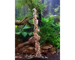 Garnalen lollies - Aquarium - 11 cm - Bijenpollen - 12 stuks