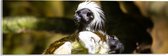 Acrylglas - Marmoset Apen op Boomstronk - 60x20 cm Foto op Acrylglas (Met Ophangsysteem)