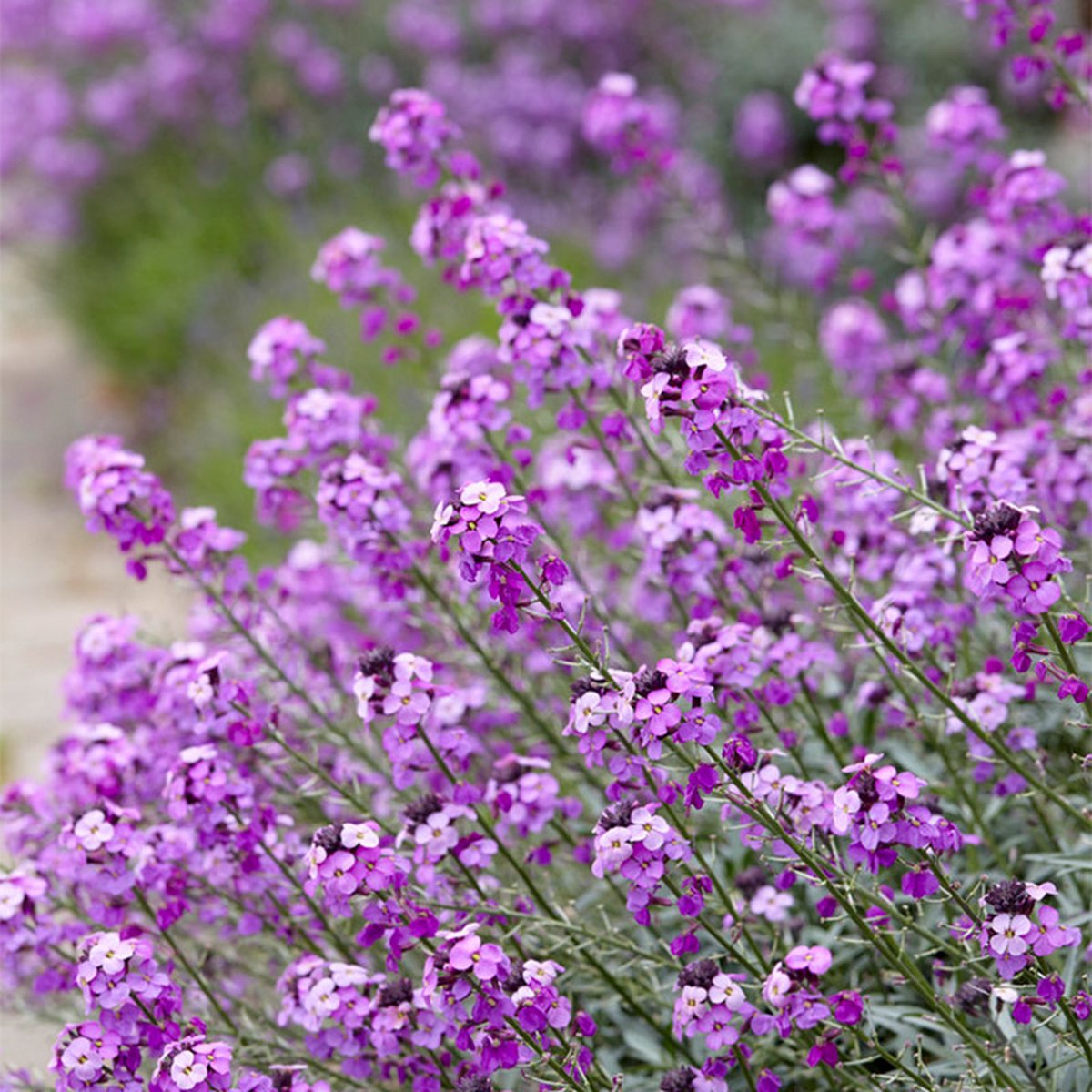 Erysimum 'Bowles Mauve' | 1 stuk | Bijen- en vlinderplant | Bijentuin | 11x11 cm Kwekerspot | Paars