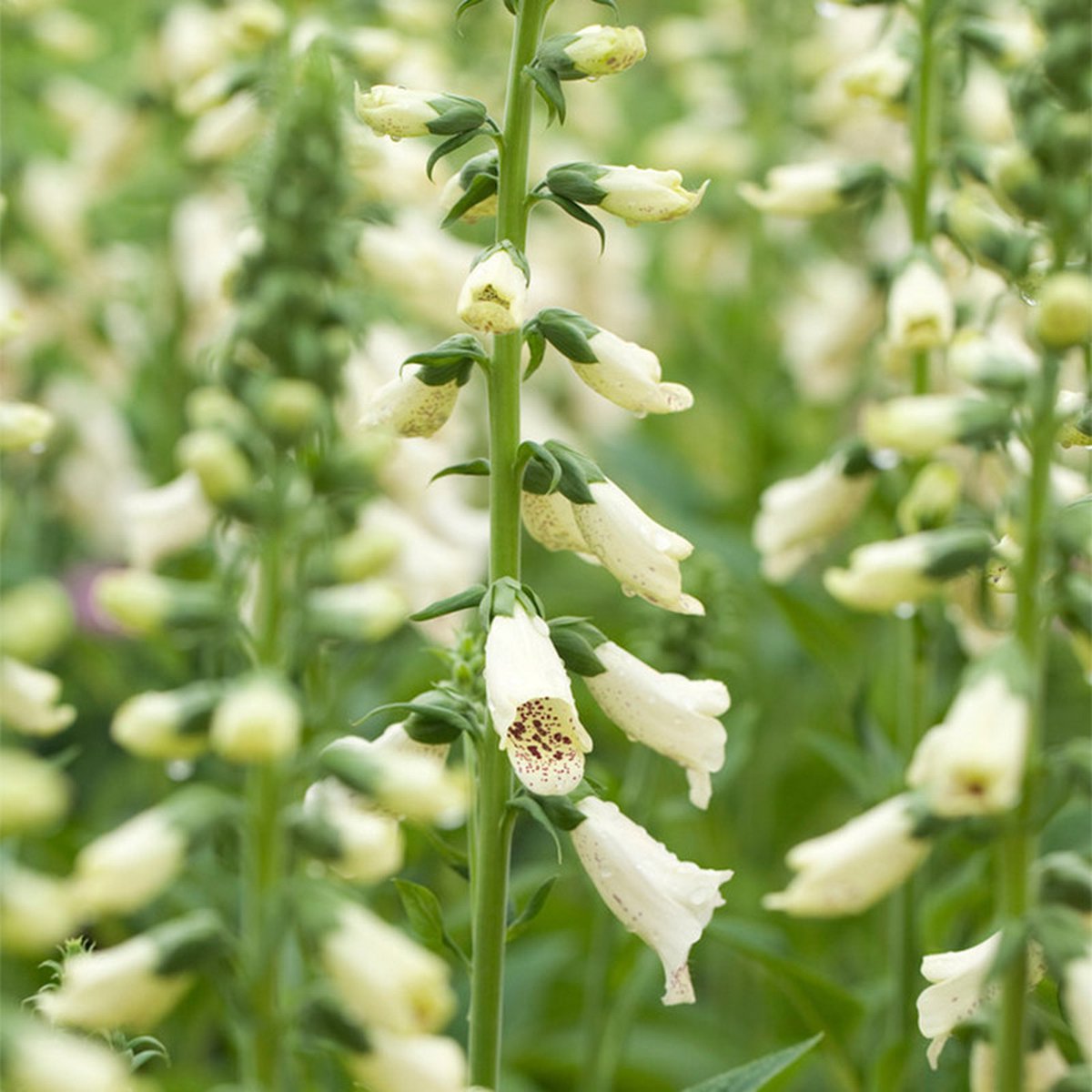 Vingerhoedjeskruid (Digitalis) 'Dalmatian White' | 1 stuk | Schaduwplant | tuinplant schaduw | 11x11 cm Kwekerspot | Wit | 100% Bloeigarantie | QFB Gardening