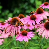 Rode Zonnehoed (Echinacea purp.) 'Magnus' | 1 stuk | Bijen- en vlinderplant | Bijentuin | 11x11 cm Kwekerspot | Snijbloem | Geurend | Roze