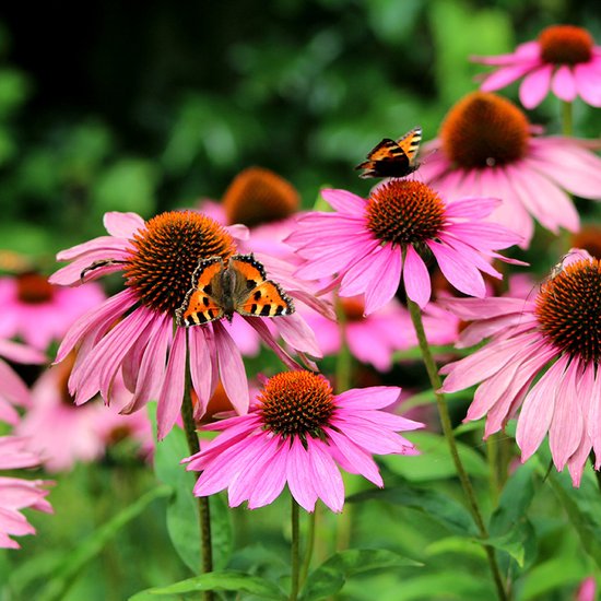 Echinacea purp. 'Magnus' | 1 stuk | Bijen- en vlinderplant | Bijentuin | 11x11 cm Kwekerspot | Snijbloem | Geurend | Roze