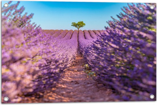 Tuinposter – Pad naar Boom in het Lavendelveld - 75x50 cm Foto op Tuinposter (wanddecoratie voor buiten en binnen)
