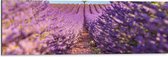 Dibond - Pad naar Boom in het Lavendelveld - 90x30 cm Foto op Aluminium (Met Ophangsysteem)